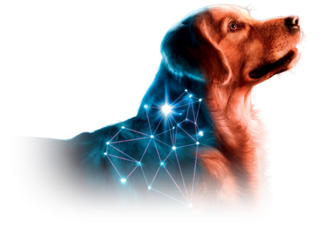 PHOVIA chien