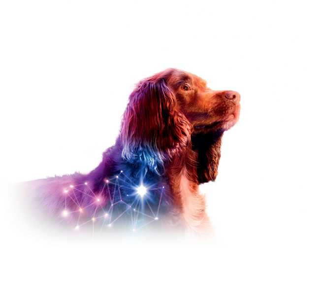 PHOVIA chien